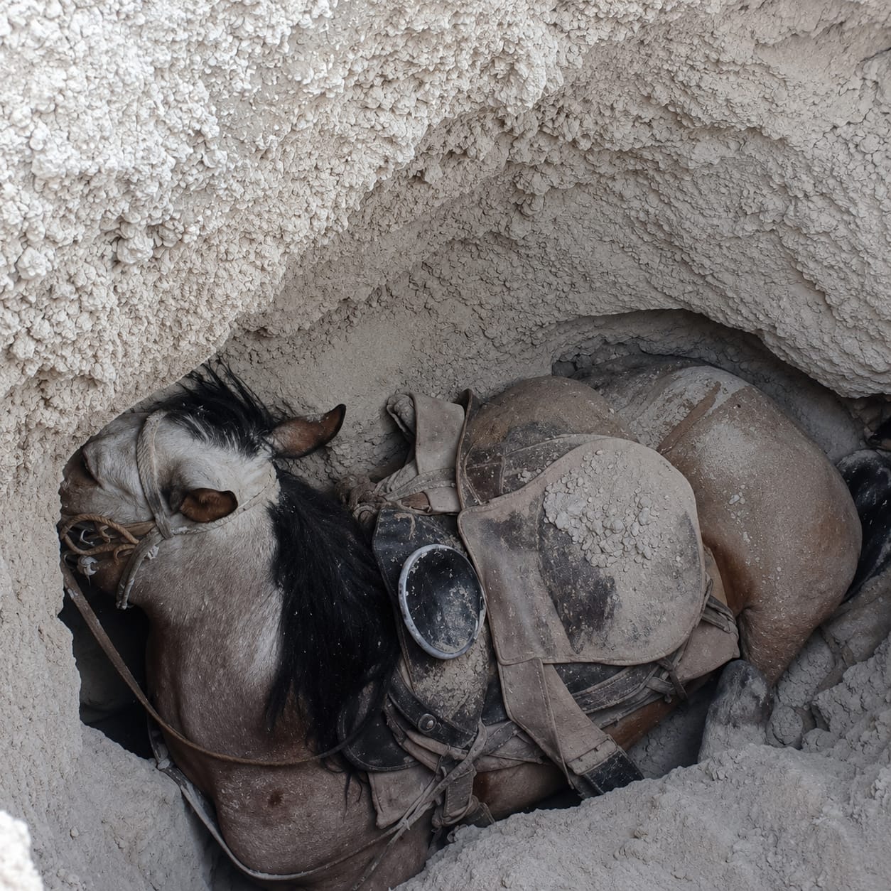 Mueren dos caballos en cabalgata de Viesca