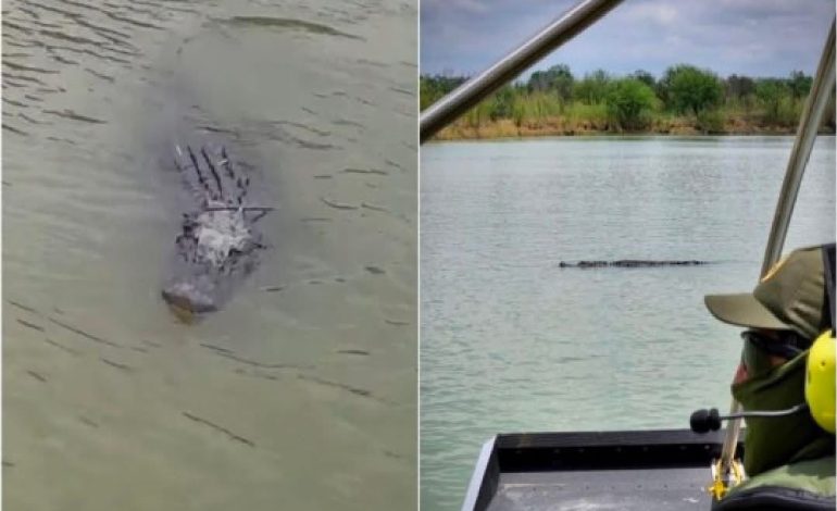 Acecha caimán a migrantes en el río Bravo