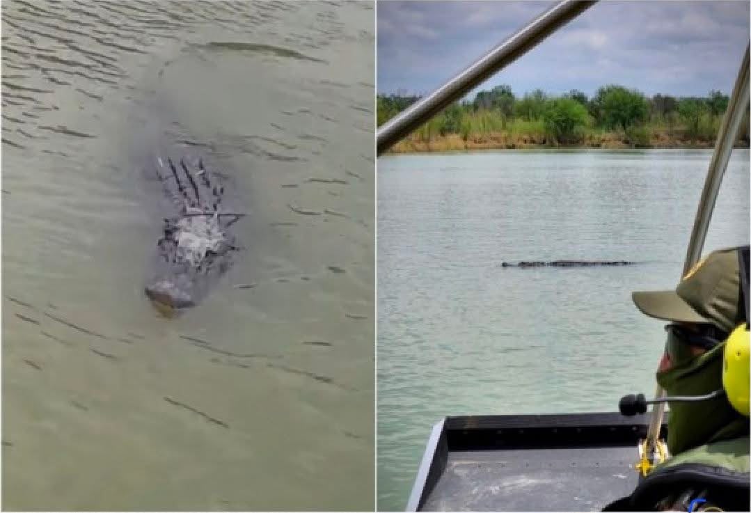 Acecha caimán a migrantes en el río Bravo