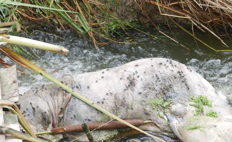 Activan vigilancia por sospecha de gusano barrenador