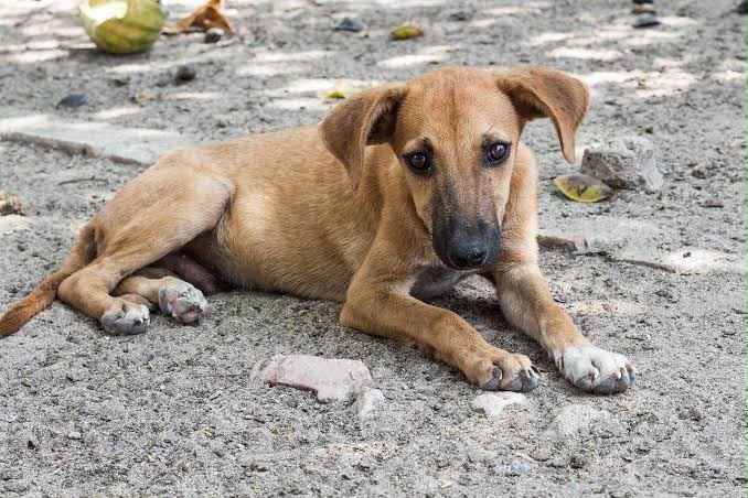 Alertan por riesgo de gusano barrenador en perros