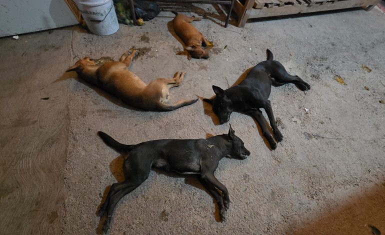 Consterna ofensiva vs perros en Parras