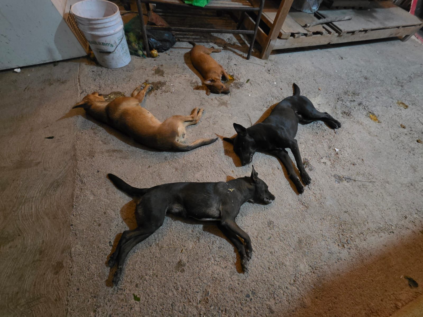 Consterna ofensiva vs perros en Parras