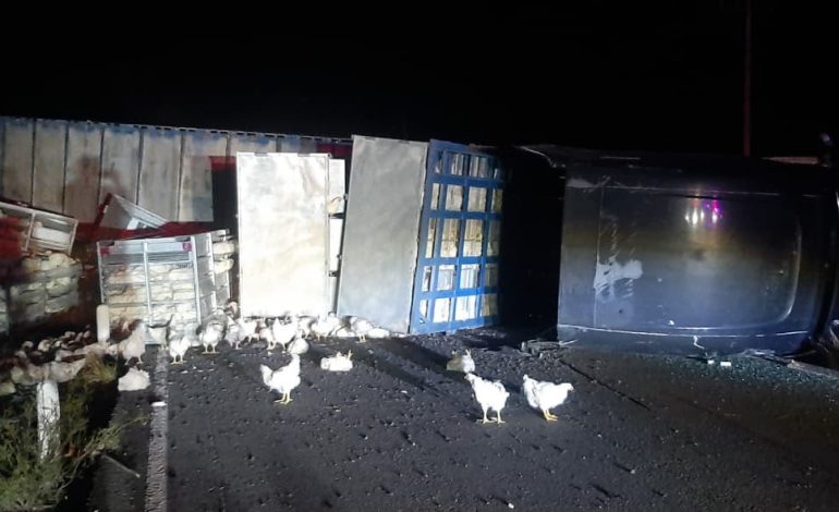 Piden no comer pollos de trailer volcado en Cuatro Ciénagas