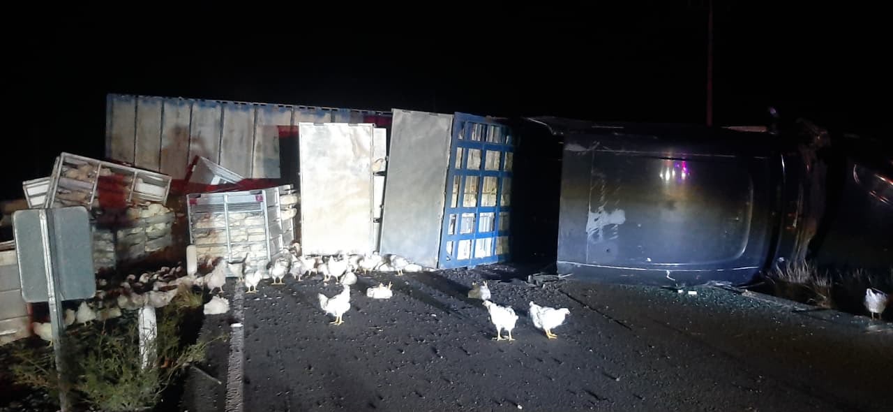 Piden no comer pollos de trailer volcado en Cuatro Ciénagas